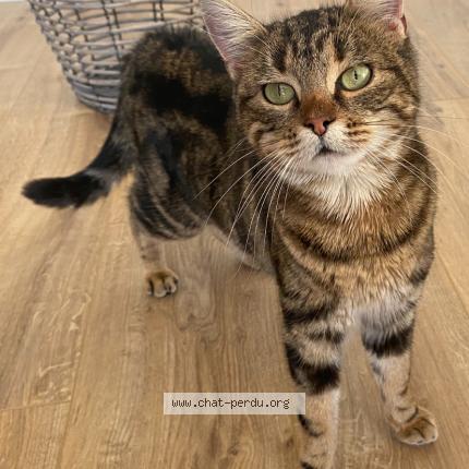 Photo 1/1 Chat trouvé Trouvé à Chevroux