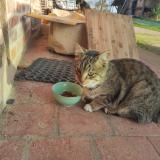 Photo de chat trouvé à Saint Nizier Le Bouchoux