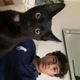 Photo de chat perdu à Aurora