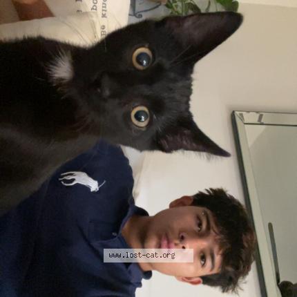 Photo 1/1 Pickles Chat perdu à Aurora