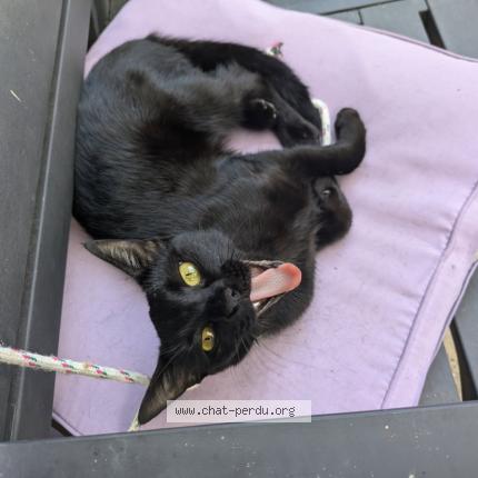 Photo 1/1 Nala Chat perdu à Marans