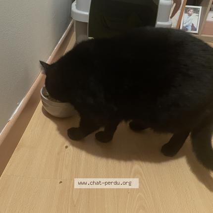 Photo de chat trouvé à La Crau