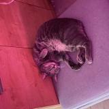 Photo de chat perdu à Nimes