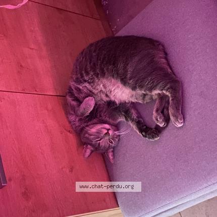 Photo 1/1 Chat retrouvé Perdu à Nimes