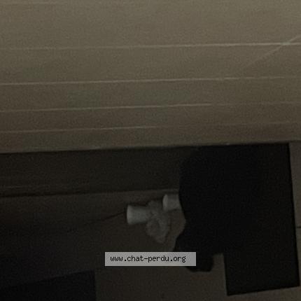 Photo 1/1 Chat trouvé Trouvé à Magnanville