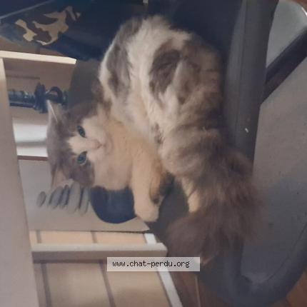 Photo 1/1 Dorinou Chat perdu à Porcheville