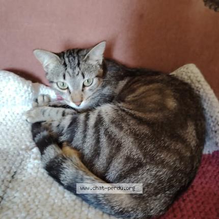 Photo 1/1 Xantia Chat perdu à Souillac