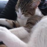 Photo de chat trouvé à Gentilly