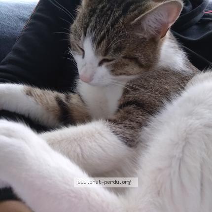 Photo 1/1 Chat trouvé Trouvé à Gentilly