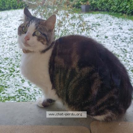 Photo 1/1 Chat retrouvé Trouvé à Viuz La Chiesaz