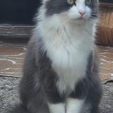 Photo de chat perdu à Tours