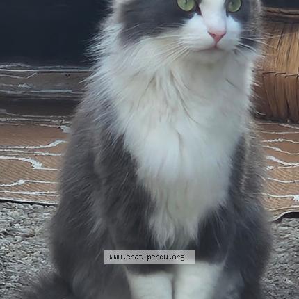 Photo 1/1 Chat retrouvé Perdu à Tours