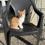 Photo de chat perdu à Bagneux