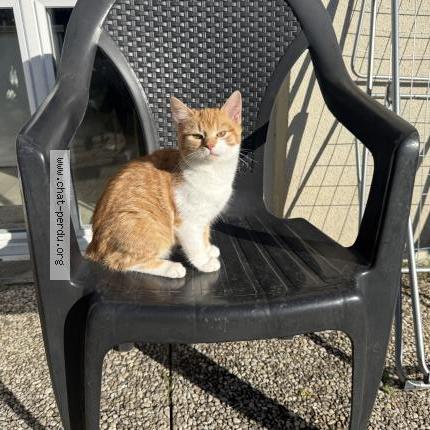 Photo 1/1 Sushi Chat perdu à Bagneux