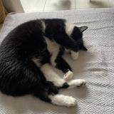 Photo de chat perdu à Dijon