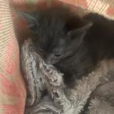 Photo de chat trouvé à Sartrouville