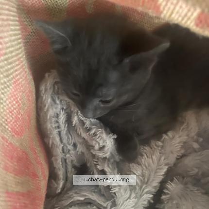 Photo 1/1 Chat trouvé Trouvé à Sartrouville