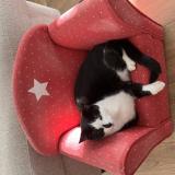 Photo de chat perdu à Soubes