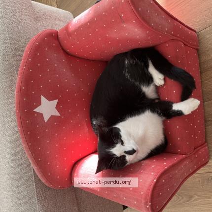 Photo 1/1 Biscuit Chat perdu à Soubes