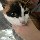 Photo de chat trouvé à Bourg En Bresse