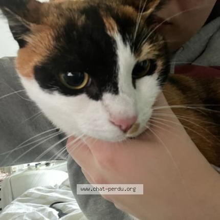 Photo 1/1 Chat retrouvé Trouvé à Bourg En Bresse