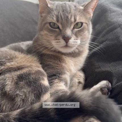 Photo 1/1 Tanya Chat perdu à Pierrefitte sur seine