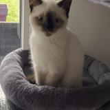 Photo de chat trouvé à Ploemeur