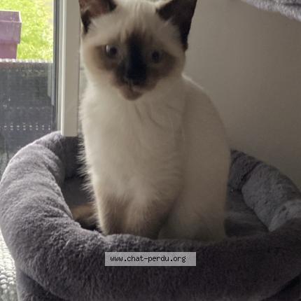 Photo 1/1 Chat trouvé Trouvé à Ploemeur