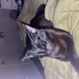 Photo de chat perdu à Milton