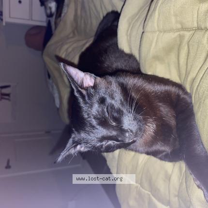 Photo 1/1 nugget Chat perdu à Milton