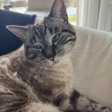 Photo de chat perdu à Apprieu