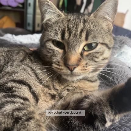 Photo 1/1 Esm&eacute;e Chat perdu à Poitiers