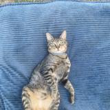 Photo de chat perdu à Balledent