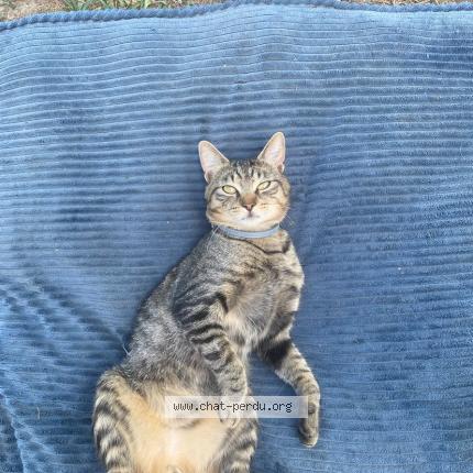 Photo 1/1 Jango Chat perdu à Balledent