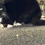 Photo de chat trouvé à Limoges