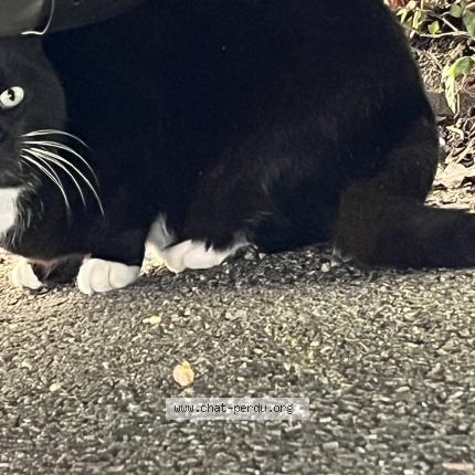 Photo 1/1 Chat trouvé Trouvé à Limoges