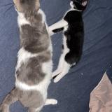 Photo de chat perdu à Moulins