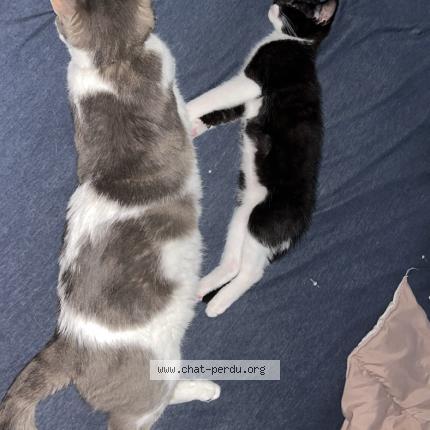 Photo 1/1 Simba Chat perdu à Moulins