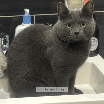Photo 1/1 MINOU Chat perdu à Asse