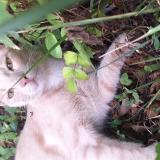 Photo de chat perdu à Domene