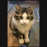 Photo de chat perdu à Paris