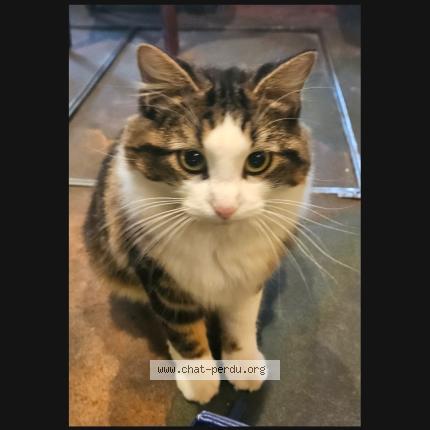 Photo 1/1 Juliette Chat perdu à Paris