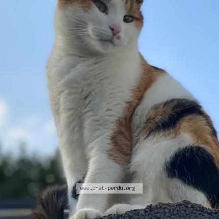 Photo 1/1 Aiko Chat perdu à Gerpinnes