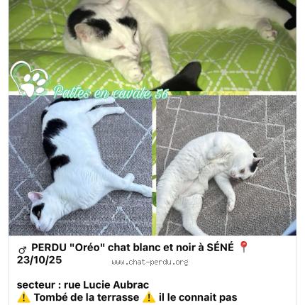 Photo 1/1 Chat retrouvé Perdu à Sene