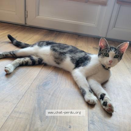 Photo 1/1 Minouche Chat perdu à Poitiers