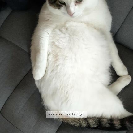 Photo 1/1 Chat retrouvé Perdu à La foret fouesnant