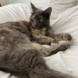 Photo de chat perdu à Trappes