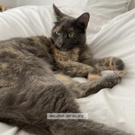 Photo 1/1 Chat retrouvé Perdu à Trappes