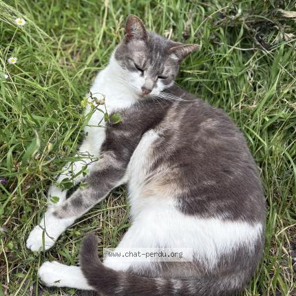 Photo 1/1 Chat retrouvé Perdu à Paris