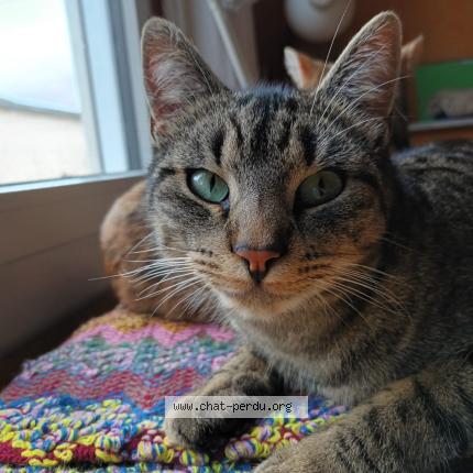 Photo 1/1 Sacha Chat perdu à Nantes